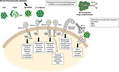 Current State of Carbohydrate Recognition and C-Type Lectin Receptors in Pneumocystis Innate Immunity